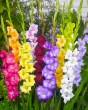 Gladiolus Large Flowering Mix